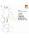 MOLDE TRAJE DE BAÑO 1 PIEZA NIÑA 2301